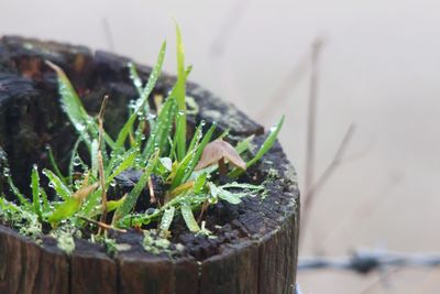 Close-up of lizard on plant