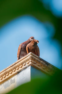 A pair of brown doves making out on the roof of the house.