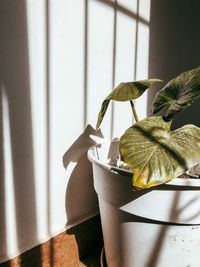 Close-up of potted plant on window sill