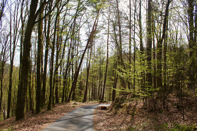 Road amidst trees in forest