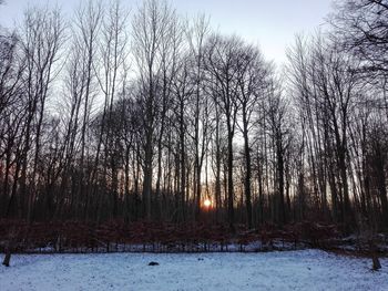 Bare trees on snow covered landscape