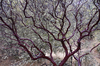 Low angle view of cherry tree