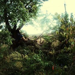 Trees growing in park