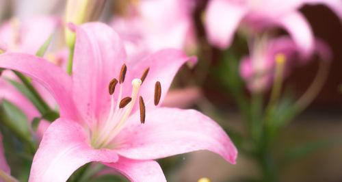 Close-up of pink flowering plant
