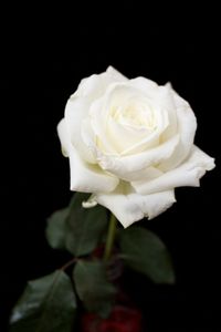 Close-up of rose against black background