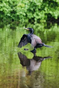 Bird flying over lake