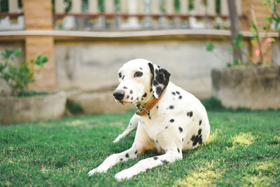 Portrait of dogs on field