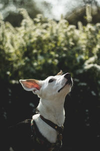 Close-up of a dog looking away