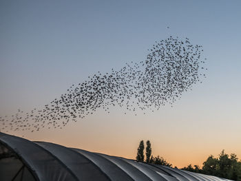 Low angle view of birds flying against sky