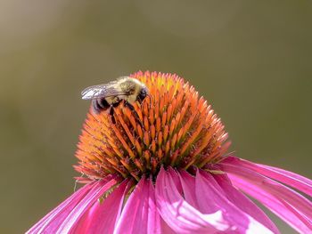 Close-up of honey bee on coneflower