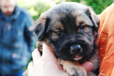 Cropped hand holding puppy