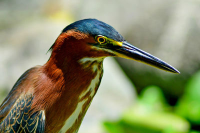 Close-up of a bird