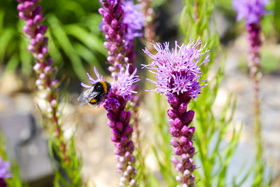 Close-up of bee pollinating on purple flower