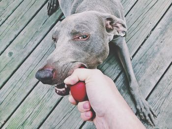 Man playing with dog