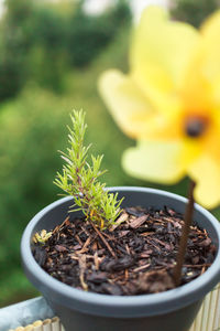 Close-up of potted plant