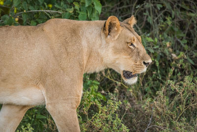 Side view of lion against plant