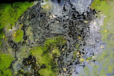 Full frame shot of tree trunk with moss