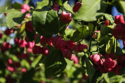 Close-up of red berries growing on tree