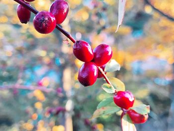 Close-up of red berries growing on tree