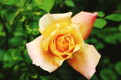 Close-up of yellow rose blooming outdoors