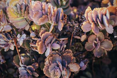 Close-up of fresh purple flowering plants