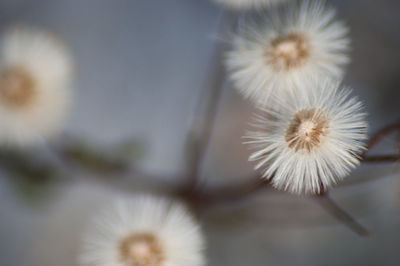 Close-up of dandelion flower