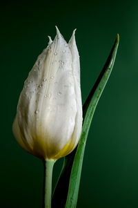 Close-up of flower against black background