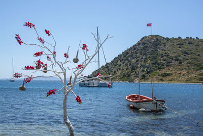 Boats in sea gumusluk-bodrum-turkey