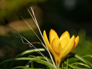 Close-up of yellow crocus blooming outdoors