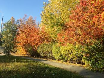 Trees by road against sky during autumn