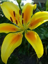 Close-up of yellow flower