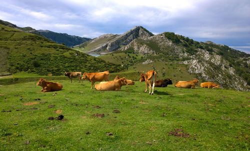 Cows grazing on field against sky