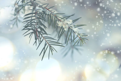 Close-up of pine tree during winter