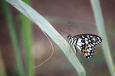 Close-up of butterfly