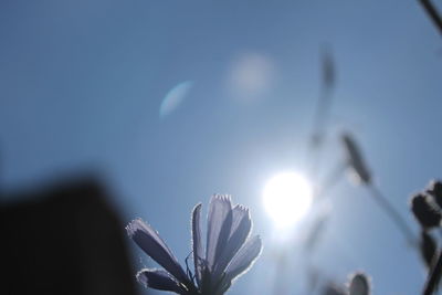 Close-up of flowers against sunlight