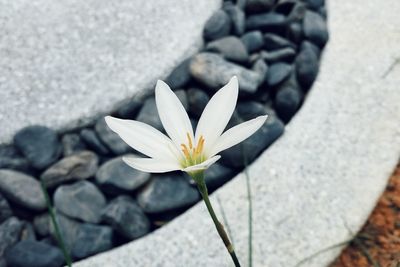 Close-up of flowers blooming outdoors