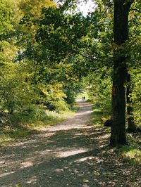 Road amidst trees and plants