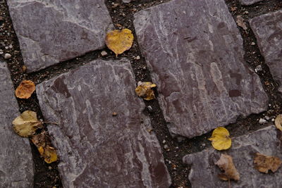 High angle view of yellow leaves on rock