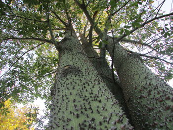 Low angle view of trees