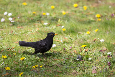 Bird on grass field