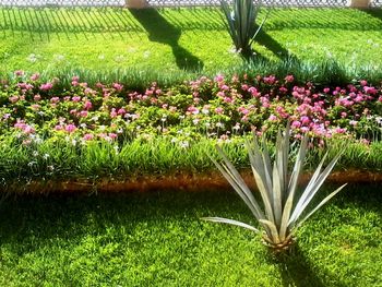 Flowers growing in field