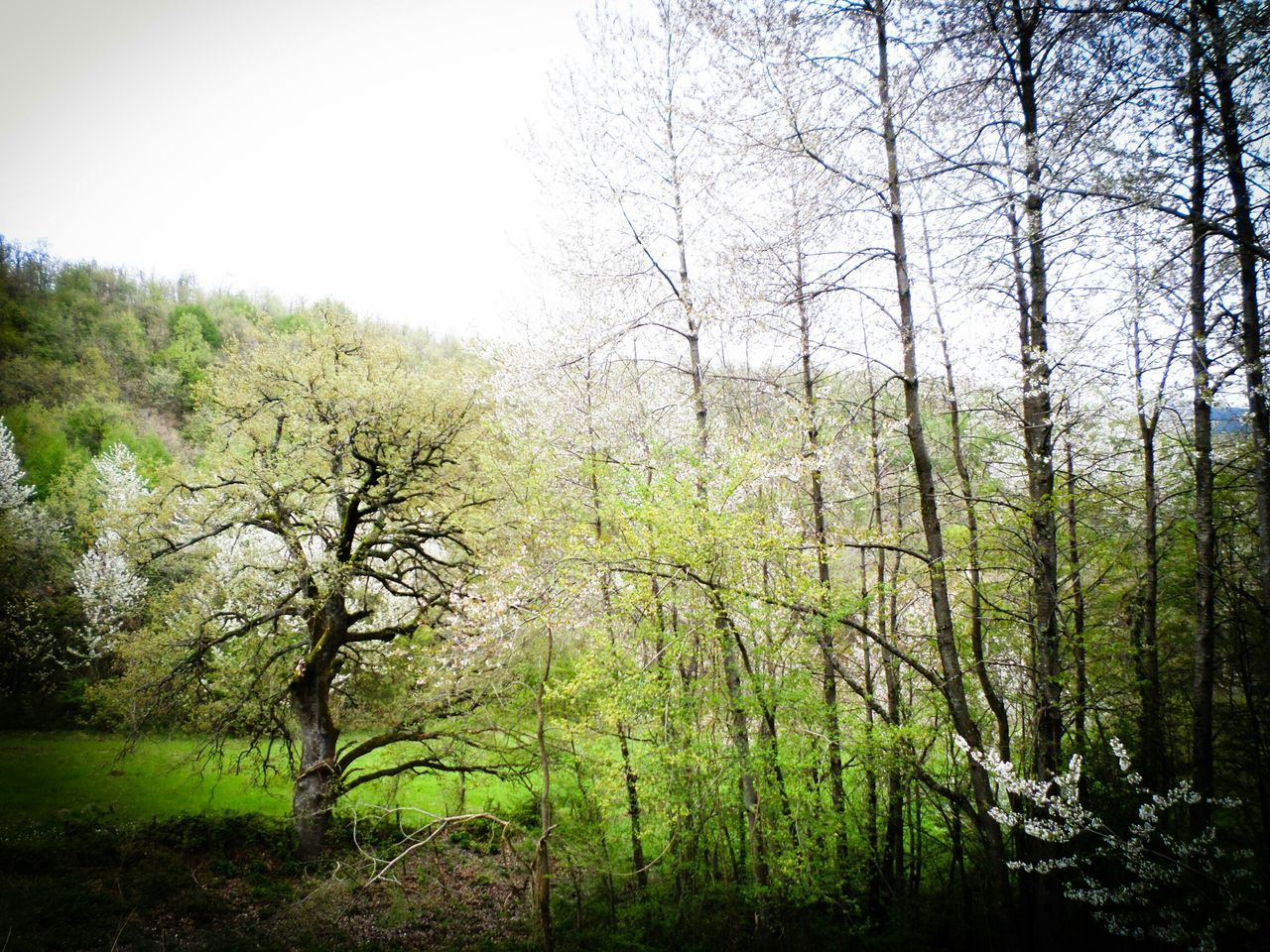 tree, tranquil scene, tranquility, growth, beauty in nature, scenics, grass, nature, branch, landscape, forest, tree trunk, green color, non-urban scene, clear sky, field, idyllic, plant, day, bare tree