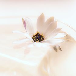 Close-up of white daisy flower