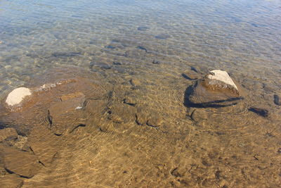 High angle view of lizard on sand at beach