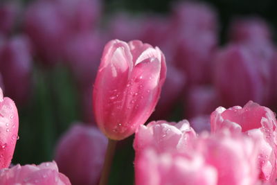 Close-up of pink tulips in park