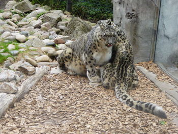 Cat relaxing in a zoo