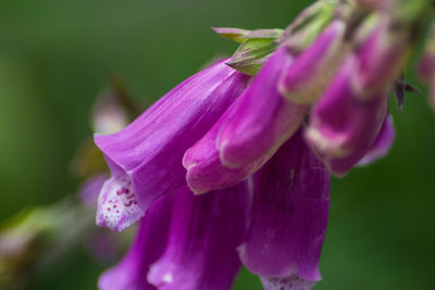 Close-up of foxglove pink flowering plant
