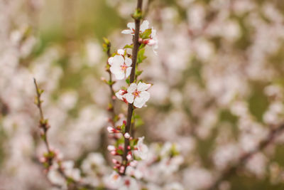Close-up of white cherry blossom tree