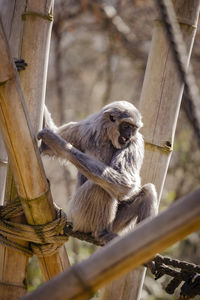 Close-up of gibbon monkey