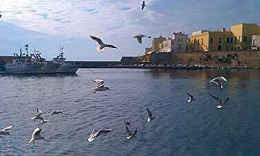 Seagull flying over water